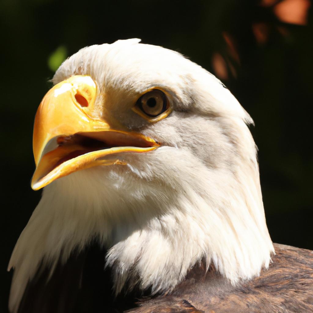 El águila Calva Es Un Símbolo Nacional De Los Estados Unidos Y Es Conocida Por Su Cabeza Blanca Y Su Pico Amarillo.
