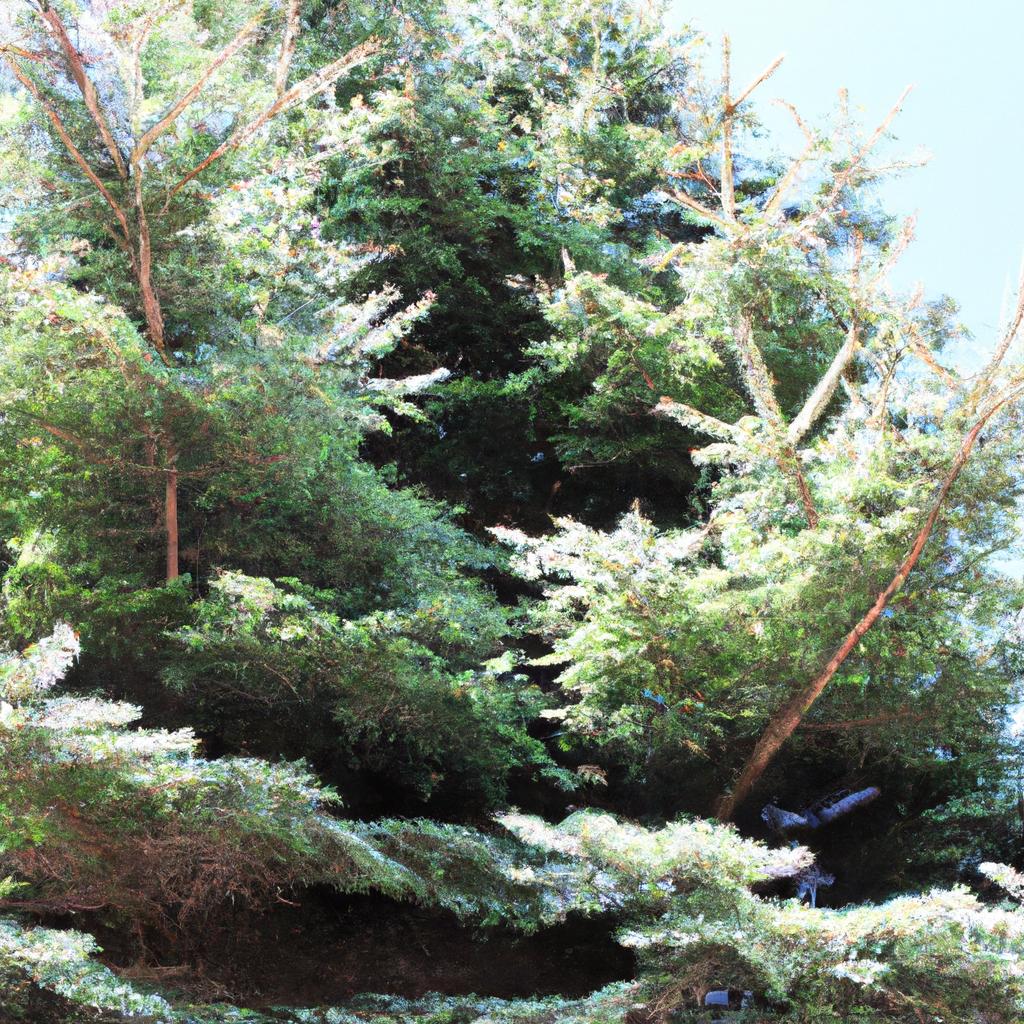 El árbol De Abeto Blanco Es Utilizado Como árbol De Navidad Debido A Su Follaje Denso Y Su Capacidad Para Retener Las Agujas Durante Más Tiempo.
