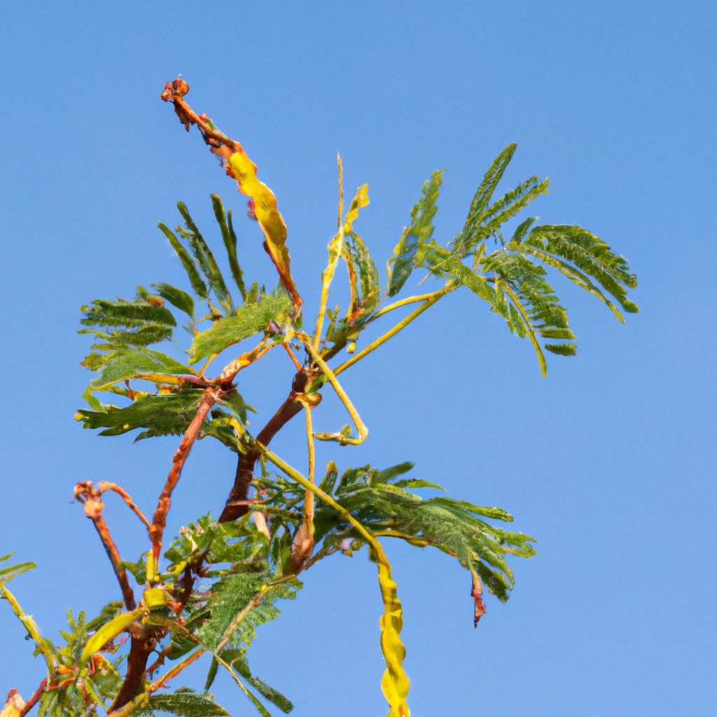 El árbol De Acacia Es Conocido Por Sus Espinas Y Su Madera Duradera. Algunas Especies De Acacia Se Utilizan En La Producción De Goma Arábiga.