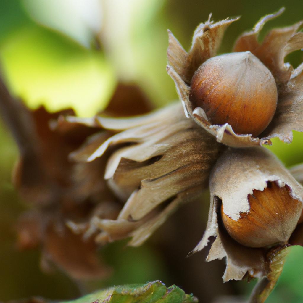 El árbol De Avellana Produce Frutos Secos Que Son Una Fuente De Alimento Nutritivo Y Se Utilizan En Una Variedad De Productos, Desde Chocolates Hasta Mantequillas De Frutos Secos.