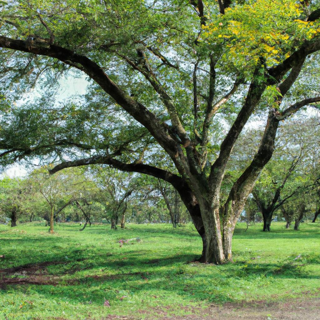 El árbol De Caucho Es Originario De América Del Sur Y Su Savia Se Utiliza Para Producir Caucho Natural.