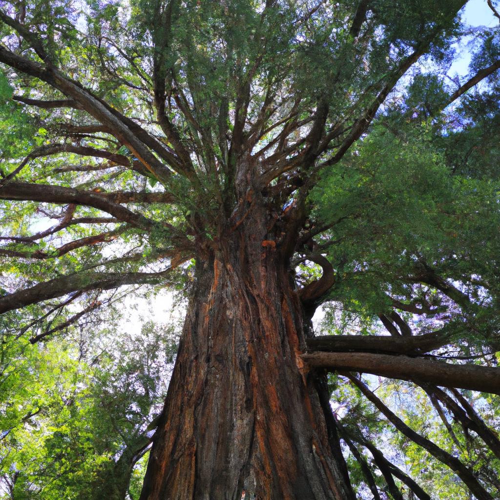 El árbol De Ciprés Es Conocido Por Su Forma Cónica Y Su Follaje Denso Y Se Utiliza Comúnmente Como Seto O Para La Fabricación De Madera.