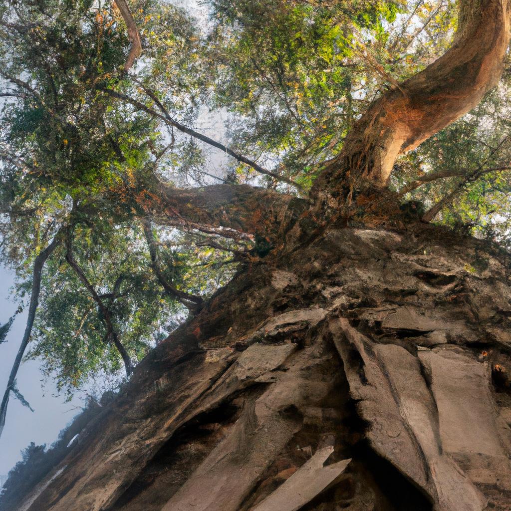 El árbol De Eucalipto Es Nativo De Australia Y Se Caracteriza Por Su Olor Refrescante Y Sus Hojas Que Contienen Aceites Esenciales.