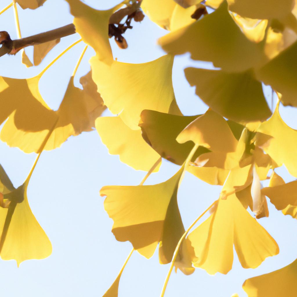 El árbol De Ginkgo Biloba Es Considerado Un Fósil Viviente, Ya Que Ha Existido Durante Más De 270 Millones De Años Sin Cambios Significativos En Su Estructura.