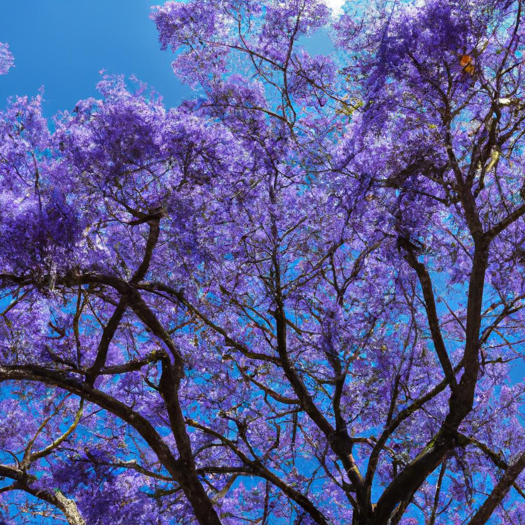 El árbol De Jacarandá Es Famoso Por Sus Flores Púrpuras Y Su Madera De Alta Calidad, Utilizada En La Fabricación De Muebles Y Instrumentos Musicales.