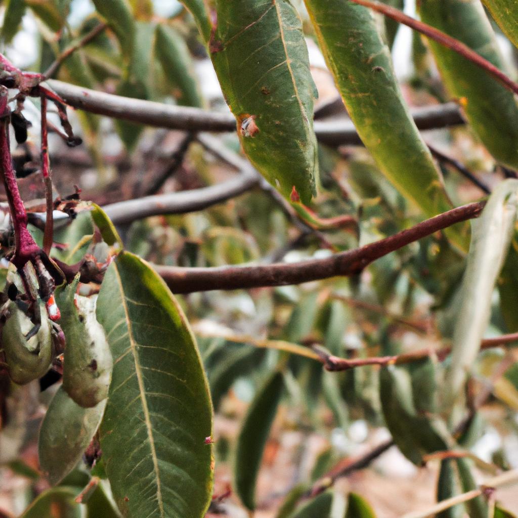 El árbol De La Quina Es Conocido Por Sus Propiedades Medicinales Y Su Corteza Se Utiliza Para Producir La Quinina, Un Tratamiento Para La Malaria.
