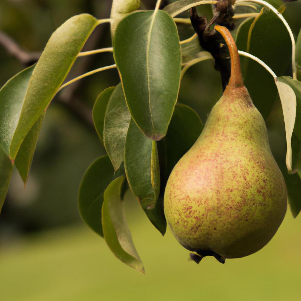 El árbol De Pera Produce Deliciosas Frutas Jugosas Y Se Utiliza En La Producción De Sidra Y Otros Productos Alimenticios.
