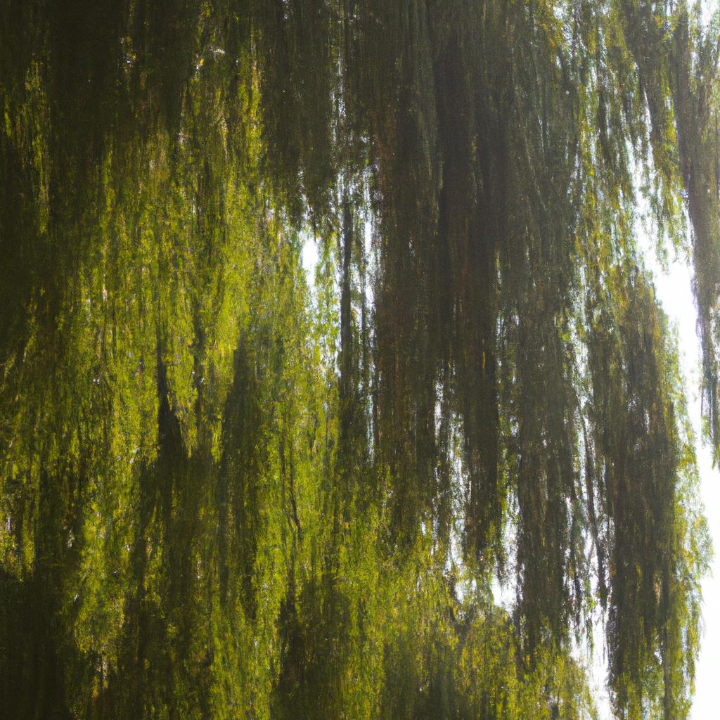 El árbol De Sauce Es Conocido Por Sus Ramas Colgantes Y Flexibles, Que Le Dan Una Apariencia De Llanto.