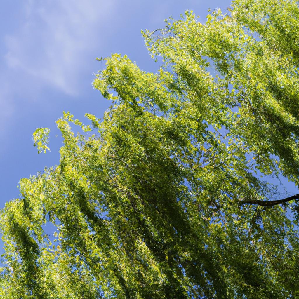 El árbol De Sauce Plateado Es Conocido Por Su Follaje Plateado Y Sus Ramas Colgantes. Se Utiliza En La Jardinería Y En La Fabricación De Muebles.