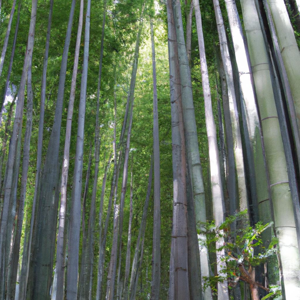 El Bosque De Bambú De Arashiyama En Japón Es Famoso Por Su Densa Plantación De Bambúes.