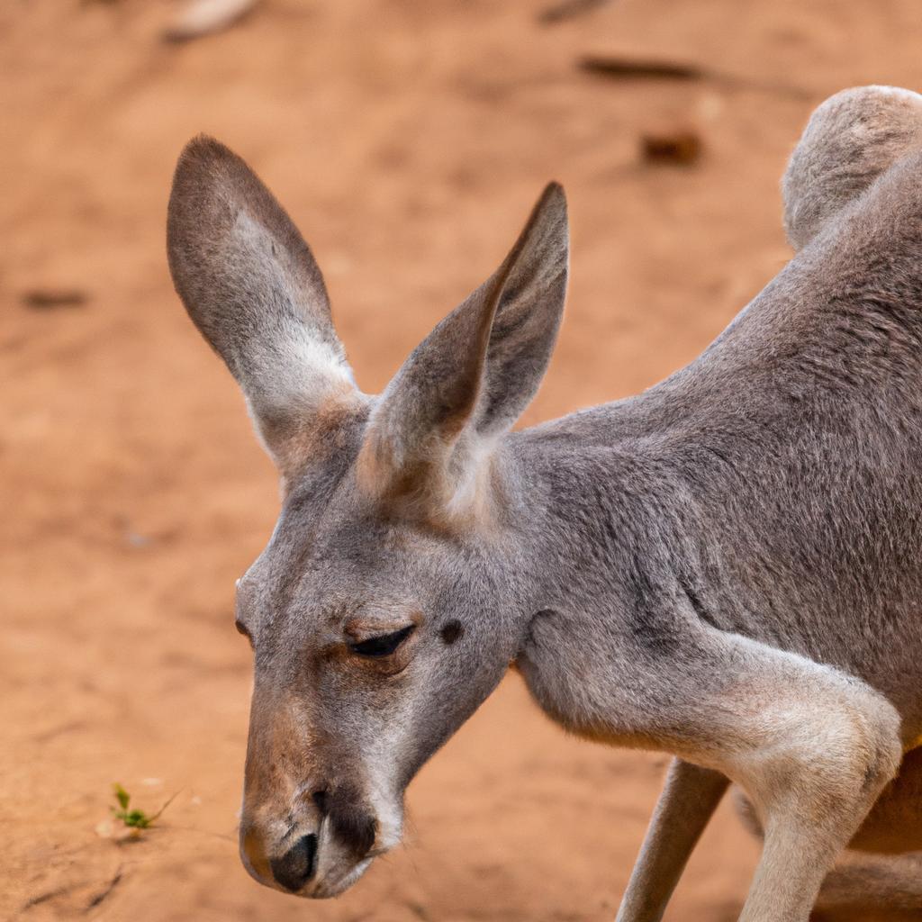 El Canguro Gris Occidental Es Una Especie De Canguro Que Se Encuentra En Australia Y Es Conocido Por Su Capacidad De Saltar Largas Distancias.