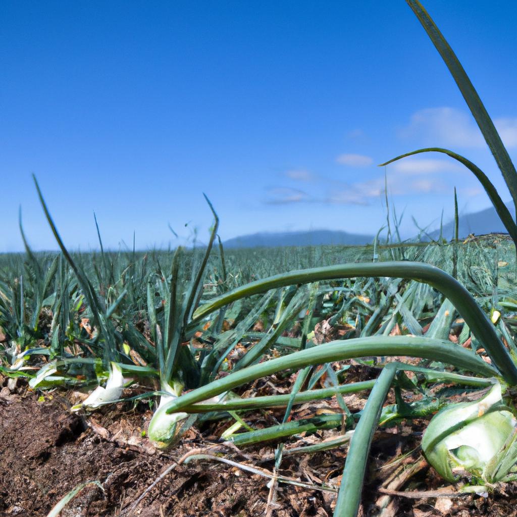 El Cultivo De Organismos Genéticamente Modificados (OGM) Plantea Preocupaciones Sobre Su Impacto En La Biodiversidad Y La Salud Humana.