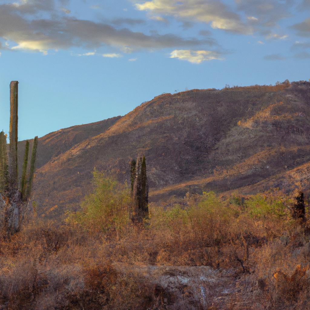 El Desierto De Sonora Es Uno De Los Desiertos Más Calurosos Del Mundo Y Se Extiende A Través De México Y Partes De Los Estados Unidos.