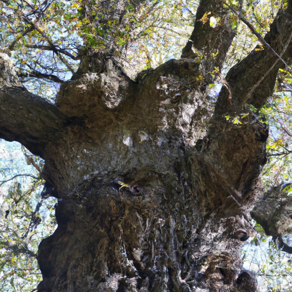El Roble Es Un árbol De Crecimiento Lento Y Longevidad, Con Algunas Especies Que Pueden Vivir Hasta 1,000 Años.