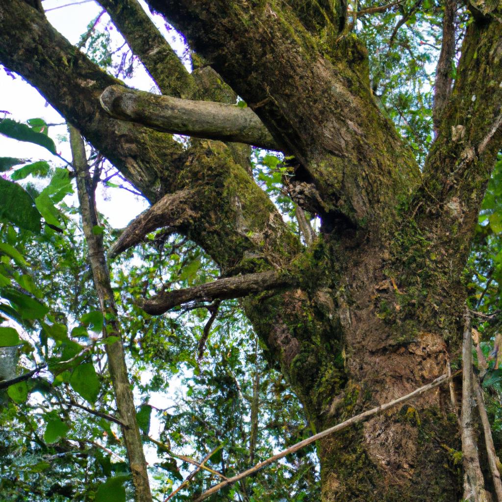 La Pérdida De Biodiversidad En Los Bosques Puede Afectar La Resiliencia Y Estabilidad De Estos Ecosistemas.
