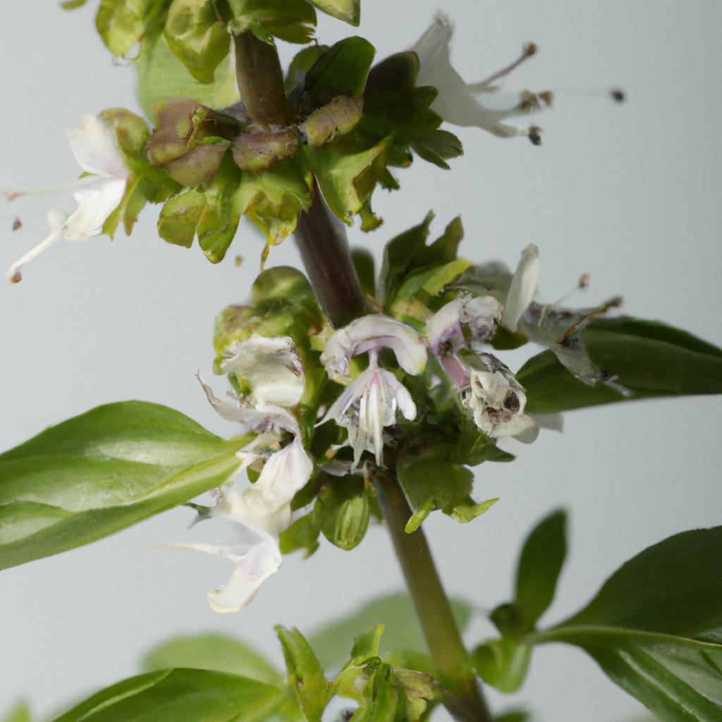 La Planta De Albahaca Es Conocida Por Su Aroma Y Sabor Distintivos Y Se Utiliza En La Cocina Mediterránea Y Asiática.