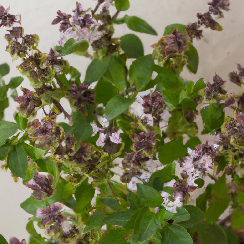 La Planta De Albahaca Es Utilizada En La Cocina Mediterránea Y Asiática Debido A Su Aroma Y Sabor Distintivos.