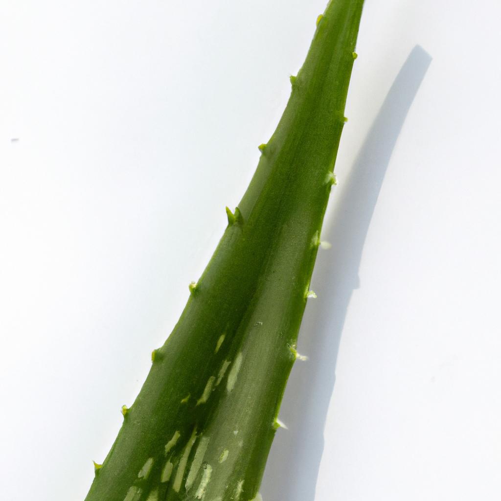 La Planta De Aloe Vera Es Valorada Por Su Gel Transparente Que Se Utiliza En Productos Para El Cuidado De La Piel Y Quemaduras Menores.