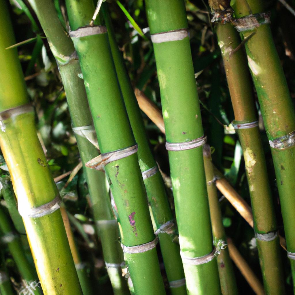 La Planta De Bambú Es Una De Las Plantas De Crecimiento Más Rápido En El Mundo Y Se Utiliza En La Construcción, Muebles Y Papel.