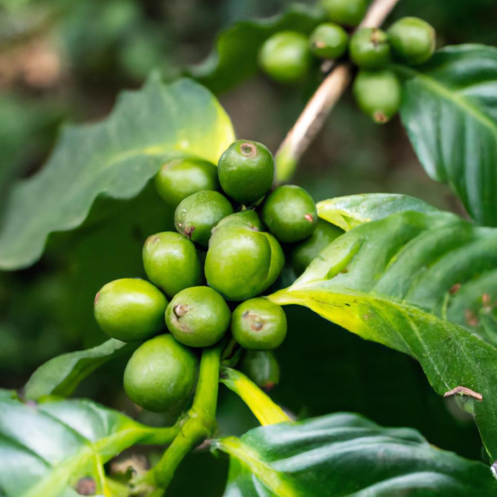 La Planta De Café Se Origina En Etiopía Y Es Una De Las Bebidas Más Populares En Todo El Mundo. Las Semillas Tostadas Y Molidas Se Utilizan Para Hacer Café.