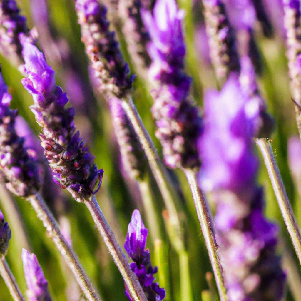 La Planta De Lavanda Es Valorada Por Su Fragancia Relajante Y Se Utiliza En Productos Para El Cuidado Personal Y En Aromaterapia.