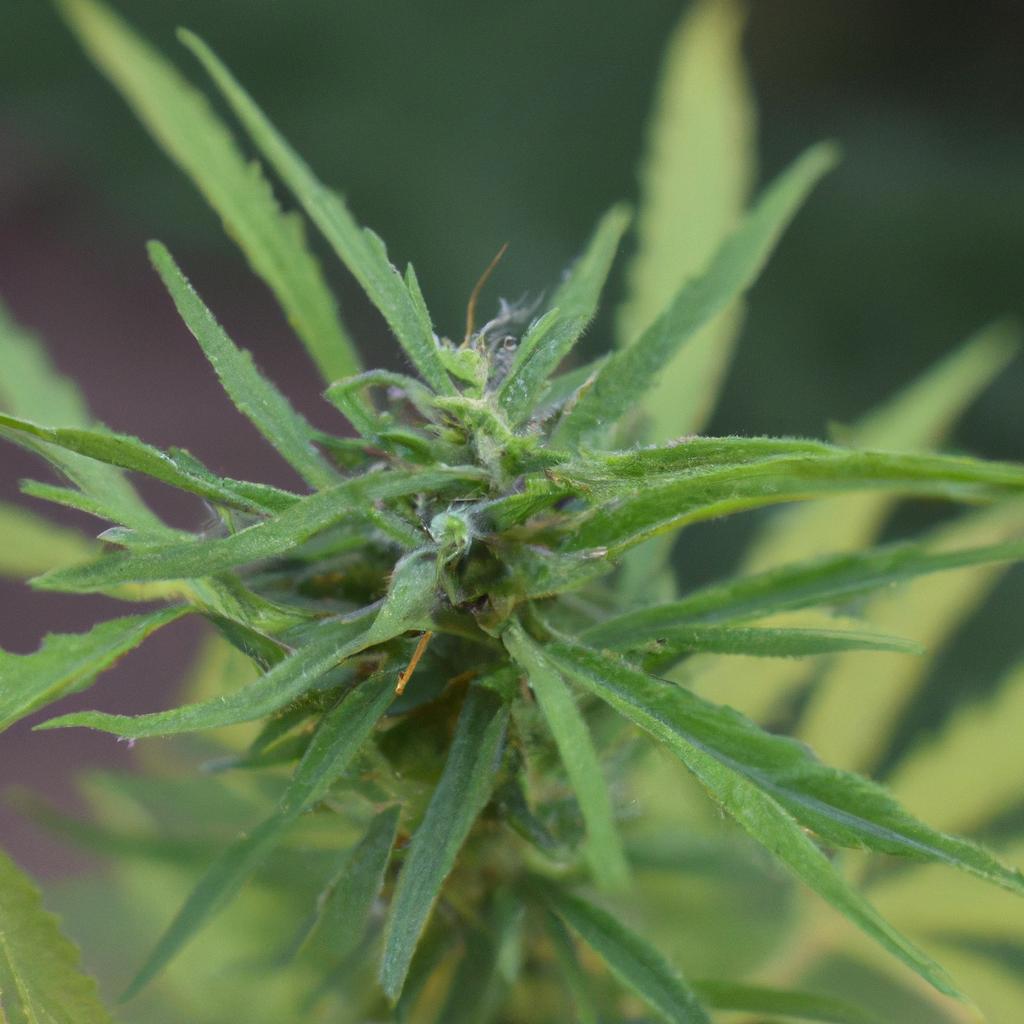 La Planta De Marihuana Contiene Compuestos Químicos Llamados Cannabinoides, Que Se Utilizan Con Fines Medicinales Y Recreativos.