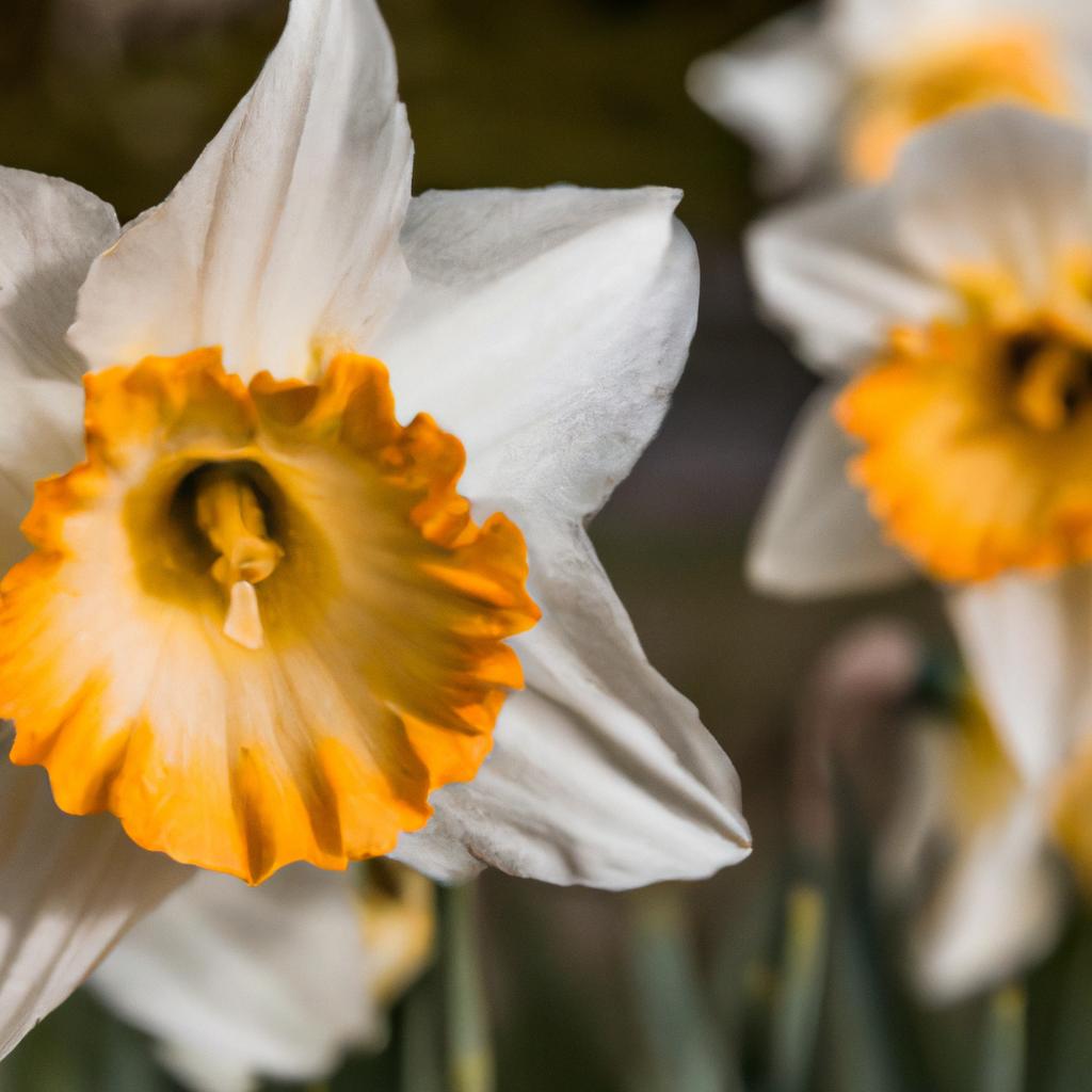 La Planta De Narciso Es Conocida Por Sus Flores Amarillas O Blancas Y Su Fragancia Dulce. Es Una De Las Primeras Flores En Florecer En La Primavera.