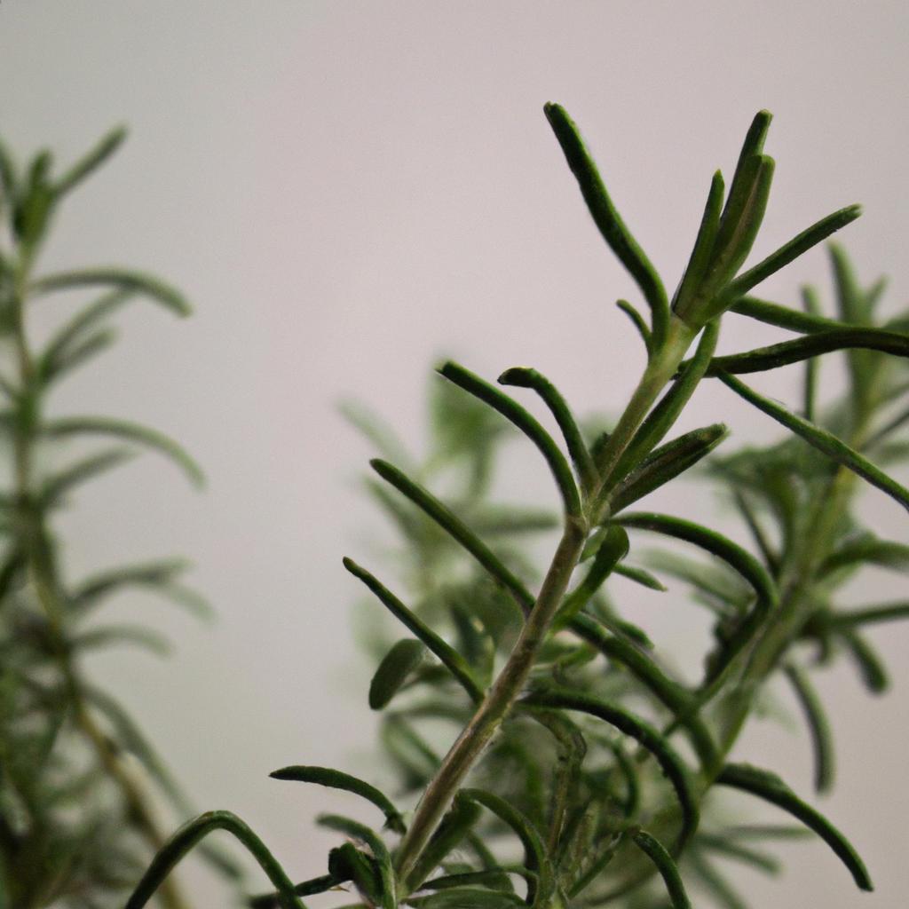 La Planta De Romero Es Conocida Por Su Aroma Y Sabor Distintivos, Y Se Utiliza En La Cocina, En Productos Para El Cuidado Personal Y En Remedios Caseros.