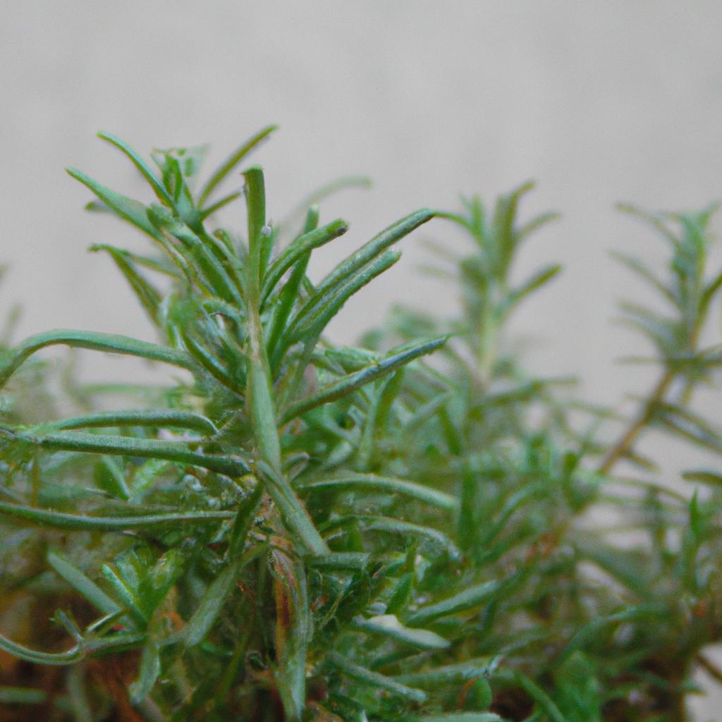 La Planta De Romero Es Conocida Por Su Aroma Y Se Utiliza En La Cocina, En Productos Para El Cuidado Personal Y En Aromaterapia.