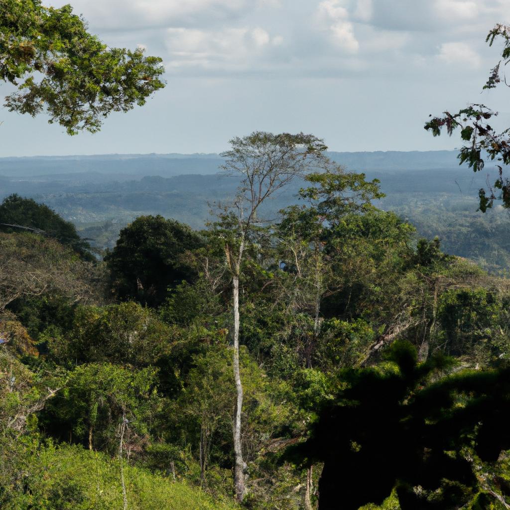 La Selva Del Congo En África Es La Segunda Selva Tropical Más Grande Del Mundo.