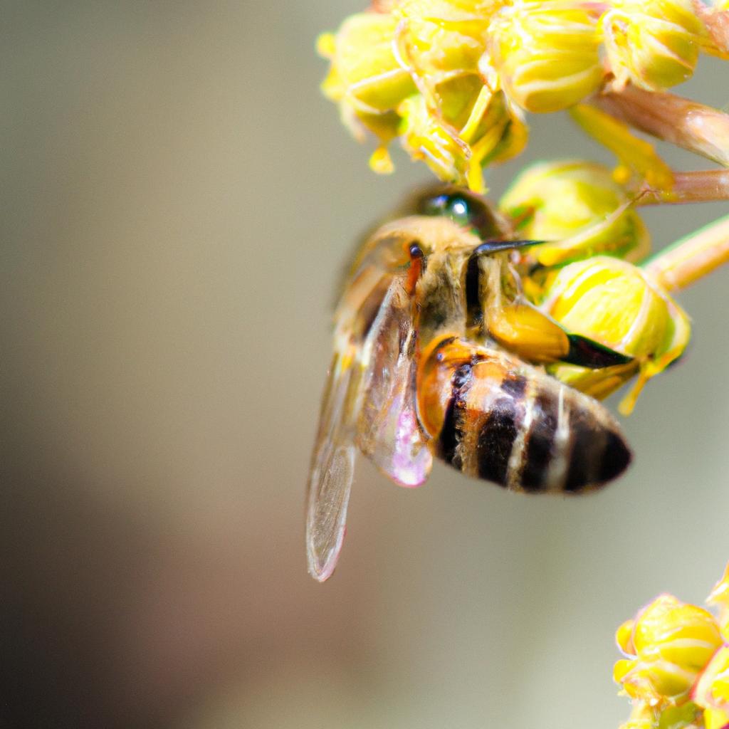 Las Abejas Pueden Comunicar La Ubicación De Fuentes De Néctar A Otras Abejas De La Colmena A Través De Una Danza En Forma De Ocho Conocida Como 