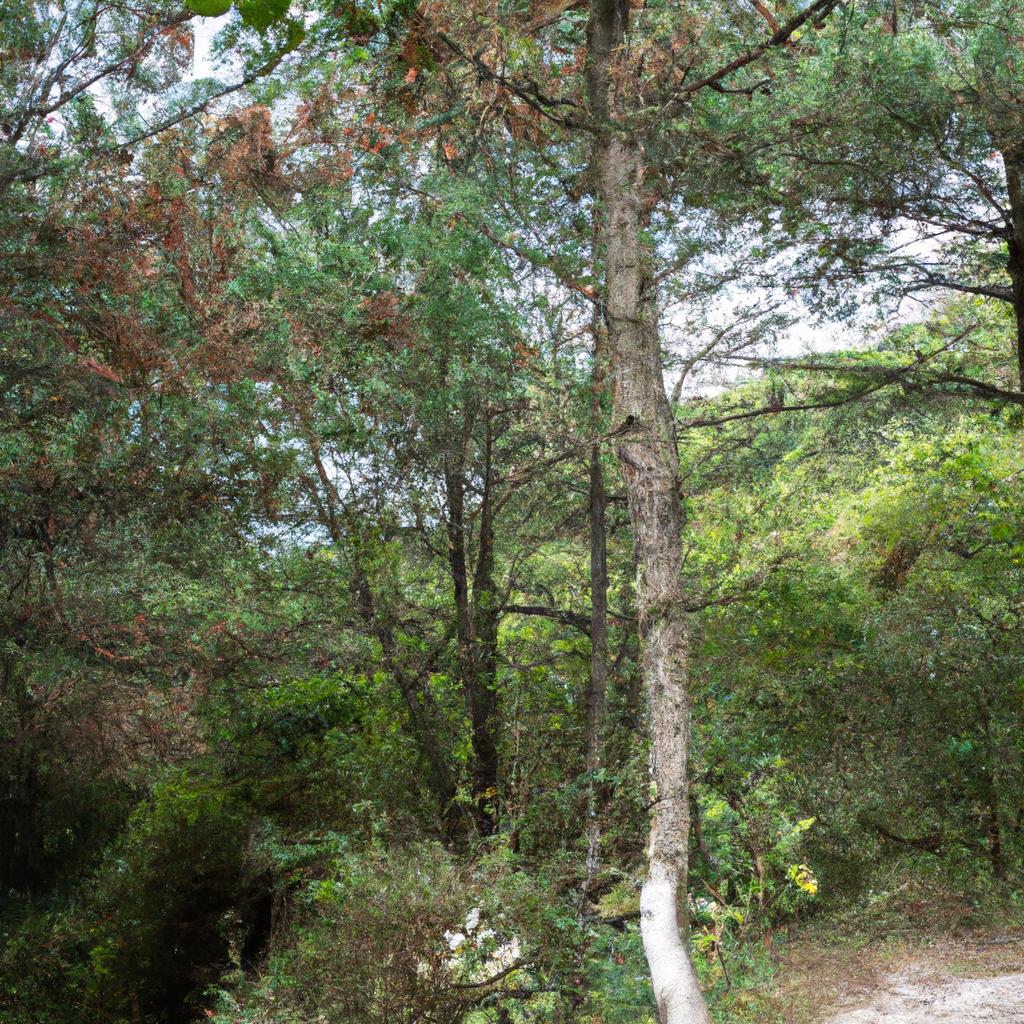 Los árboles Son Esenciales Para La Conservación Del Medio Ambiente, Ya Que Absorben Dióxido De Carbono Y Liberan Oxígeno.
